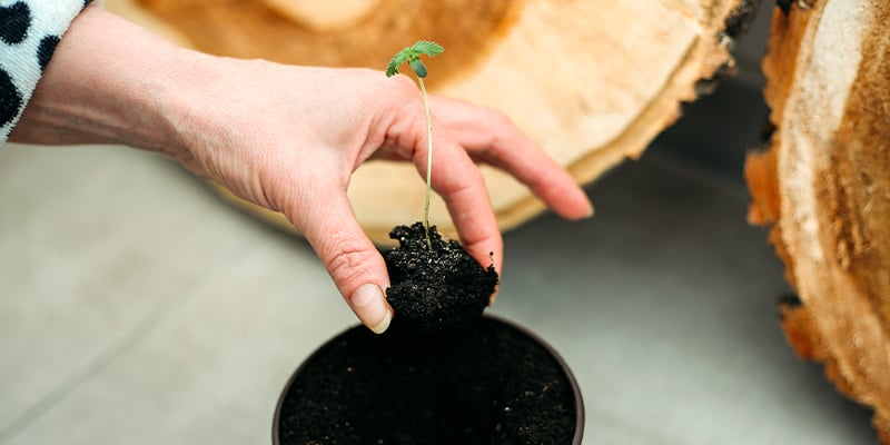 Quando trapiantare le piantine di cannabis