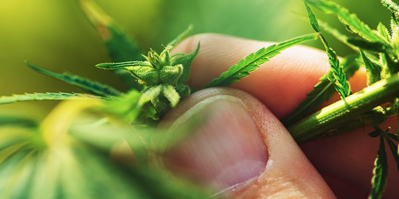 Determinare Il Sesso Delle Piante Di Cannabis Durante La Fase Vegetativa