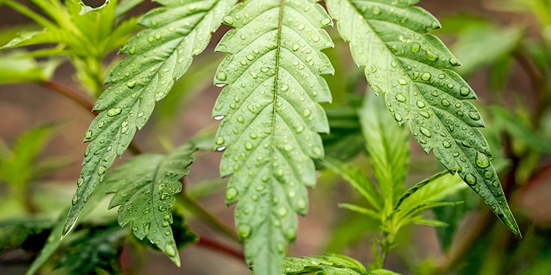 Irrigazione Della Cannabis Durante La Fase Vegetativa