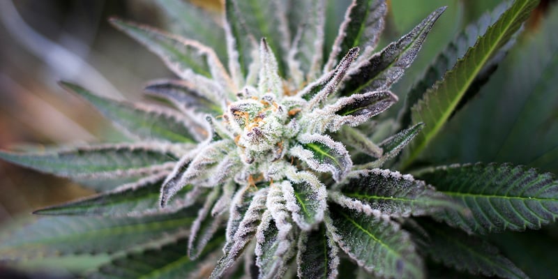 Quanto Dura La Fase Di Fioritura Della Cannabis?