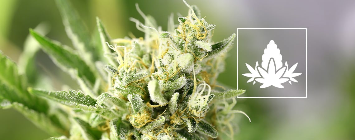 La Fase Di Fioritura Nelle Coltivazioni Di Cannabis