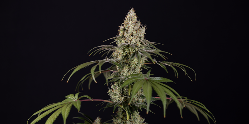 Runtz Automatic (Zamnesia Seeds) Feminized