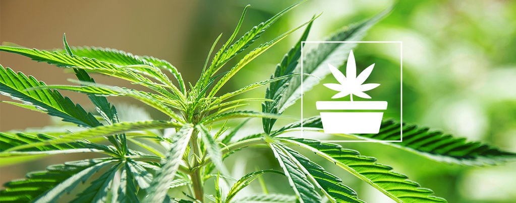 La Fase Vegetativa Nelle Coltivazioni Di Cannabis