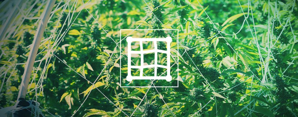 Come Fare Tutoraggio Della Cannabis Con Tralicci