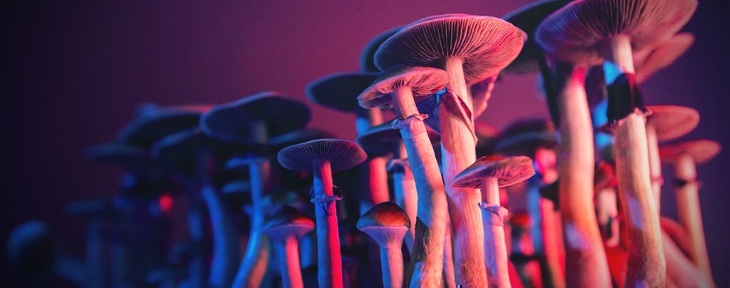 Tutto Ciò Che Riguarda Lo Psilocybe Cubensis