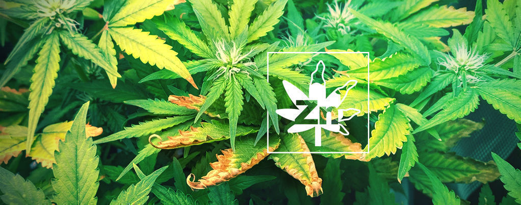 La Carenza Di Zinco Nelle Piante Di Cannabis