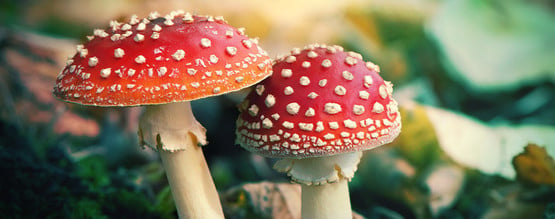 Cos'e` l'Amanita Muscaria?