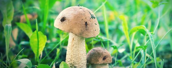 Come Proteggere La Vostra Coltivazione Di Funghi Magici Dai Moscerini Dei Funghi
