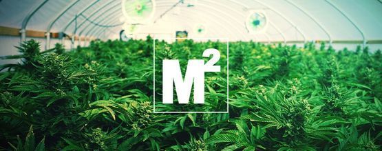 Quante Piante Di Cannabis Dovresti Coltivare Per Metro Quadrato?