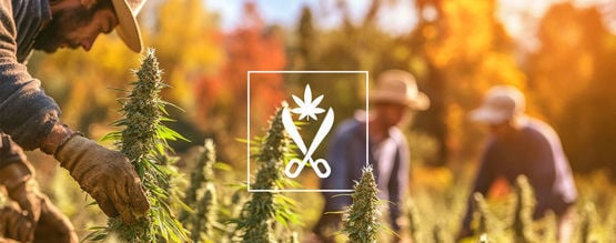 Croptober: La Stagione Del Raccolto Per La Cannabis