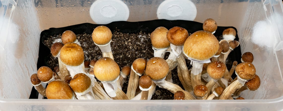 Come Coltivare Funghi Allucinogeni In Un Monotub