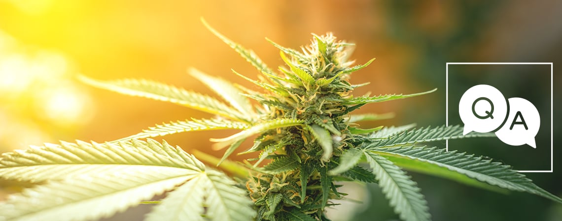 Zamnesia Risponde Alle Domande Sulla Cannabis Piu Cercate In Rete
