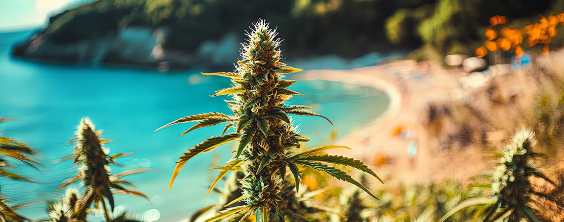 Coltivare La Cannabis In Riva Al Mare