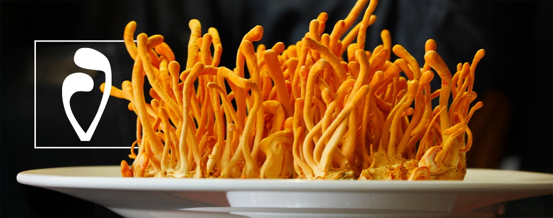 Come Coltivare I Funghi Cordyceps