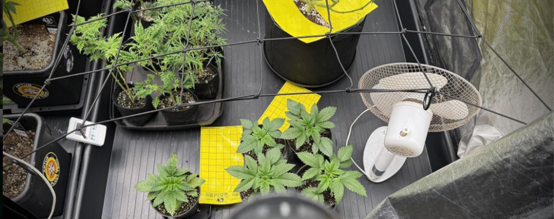 Guida completa alla coltivazione di cannabis in grow box