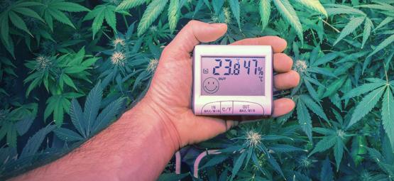 il medico utilizza un termometro e un igrometro per mostrare la temperatura  e l'umidità accanto alla pianta di cannabis. l'indicatore di umidità viene  visualizzato sull'igrometro del dispositivo. 9853289 Stock Photo su Vecteezy