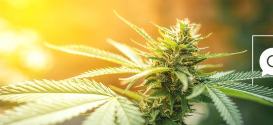 Zamnesia Risponde Alle Domande Sulla Cannabis Piu Cercate In Rete