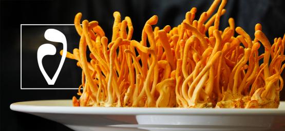 Come Coltivare I Funghi Cordyceps