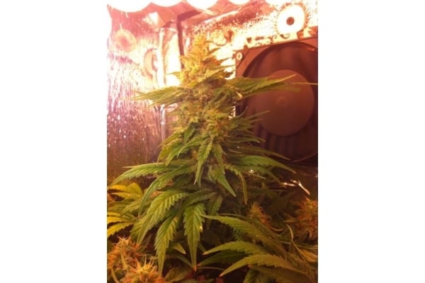 Critical (Royal Queen Seeds) femminizzata Critical (Royal Queen Seeds) femminizzata