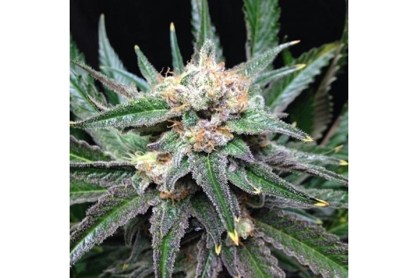 Critical (Royal Queen Seeds) femminizzata Critical (Royal Queen Seeds) femminizzata