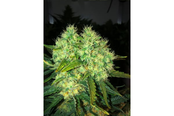 Critical (Royal Queen Seeds) femminizzata Critical (Royal Queen Seeds) femminizzata