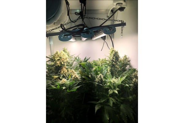 Critical (Royal Queen Seeds) femminizzata Critical (Royal Queen Seeds) femminizzata