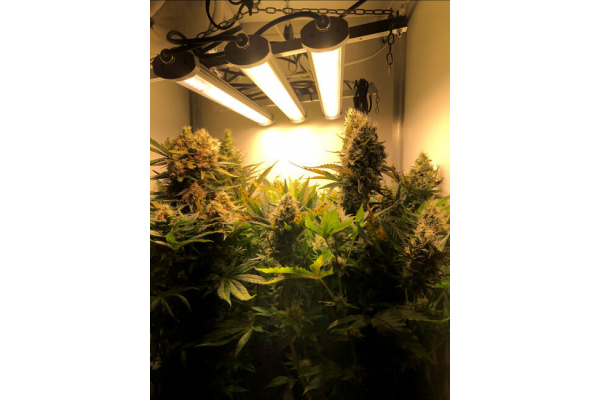 Critical (Royal Queen Seeds) femminizzata Critical (Royal Queen Seeds) femminizzata