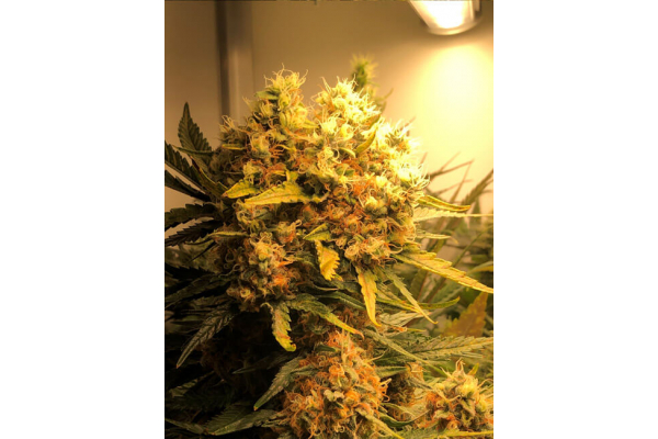Critical (Royal Queen Seeds) femminizzata Critical (Royal Queen Seeds) femminizzata