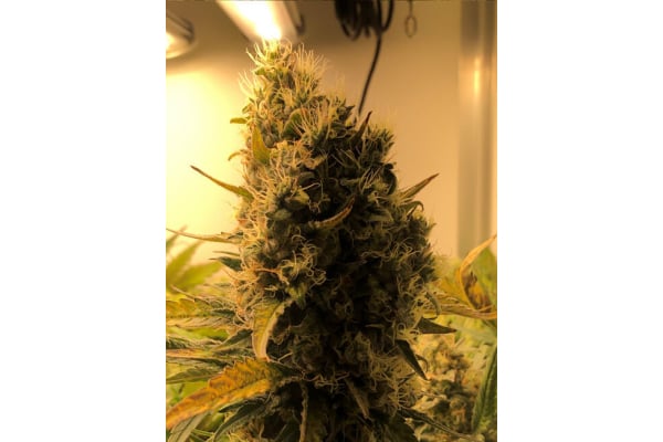 Critical (Royal Queen Seeds) femminizzata Critical (Royal Queen Seeds) femminizzata