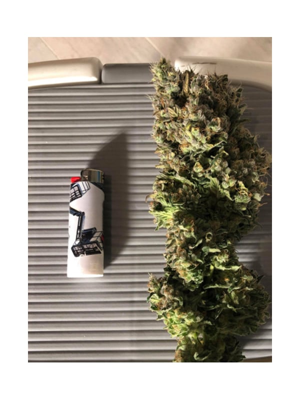 Critical (Royal Queen Seeds) femminizzata Critical (Royal Queen Seeds) femminizzata