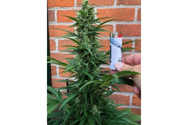 Northern Light Auto (Royal Queen Seeds) femminizzata Northern Light Auto (Royal Queen Seeds) femminizzata
