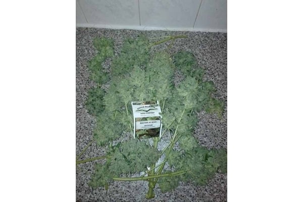 Auto White Widow (Dutch Passion) femminizzata Auto White Widow (Dutch Passion) femminizzata