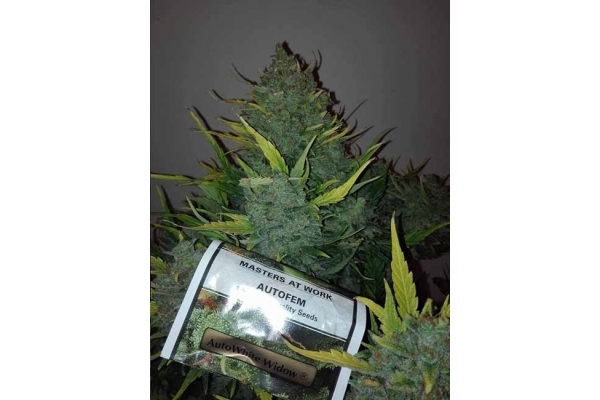 Auto White Widow (Dutch Passion) femminizzata Auto White Widow (Dutch Passion) femminizzata