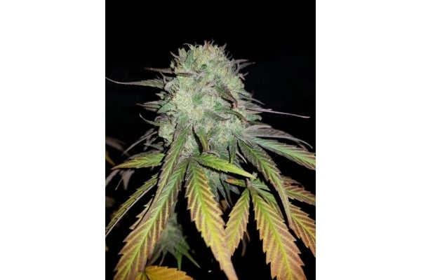 Painkiller XL (Royal Queen Seeds) femminizzata Painkiller XL (Royal Queen Seeds) femminizzata