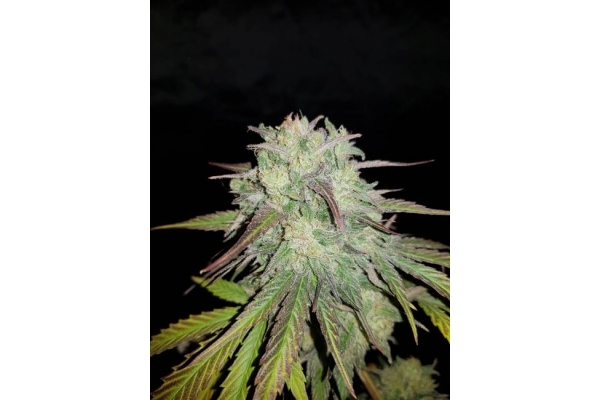 Painkiller XL (Royal Queen Seeds) femminizzata Painkiller XL (Royal Queen Seeds) femminizzata