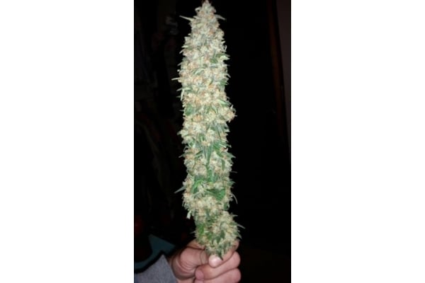 Classic Skunk (Zamnesia Seeds) femminizzata Classic Skunk (Zamnesia Seeds) femminizzata
