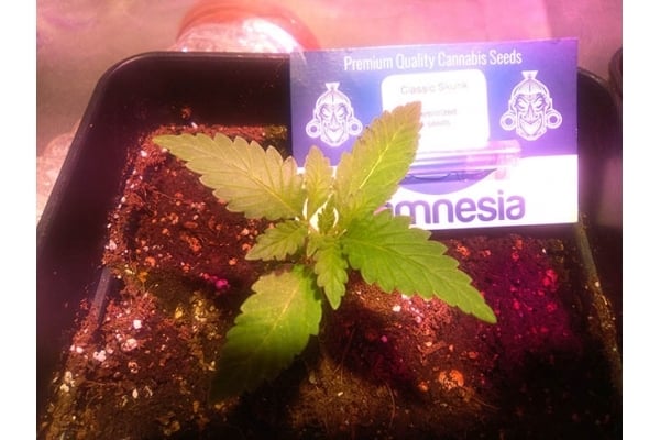 Classic Skunk (Zamnesia Seeds) femminizzata Classic Skunk (Zamnesia Seeds) femminizzata